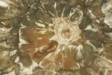Petrified Seed Fern (Rhexoxylon) Slab - Zimbabwe #125659-1